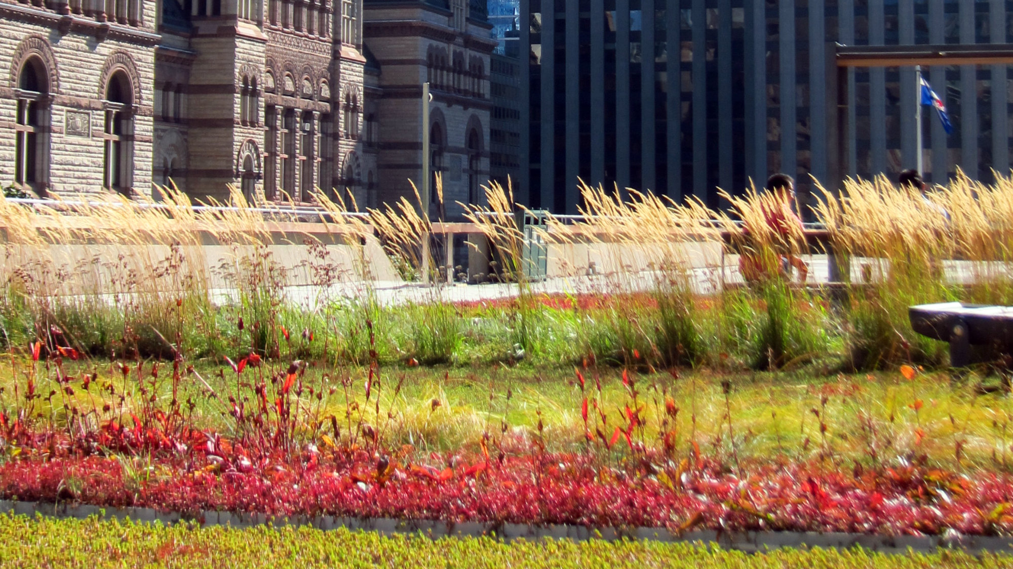 Toronto City Hall Green Roof - West Annex News Flickr-crop